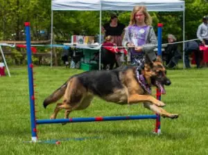 Large German Shepherd Dog jumping over an agility jump as a small child looks on at a Performance Dogs of Ohio entertainment show at a festival.