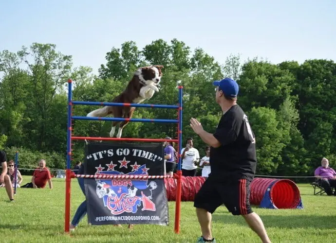 Brown and white Border Collie performing an agility high jump at a children's festival for Performance Dogs of Ohio, with handler ready to catch the stunt dog