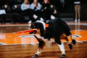 Performance Dog Paisley an Australian Shepherd running with a frisbee disc at a halftime basketball show