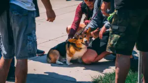 Performance Dogs of Ohio's corgi Bagel after show meet and greet with the audience Kids