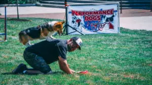 Small brown and white Corgi entertaining the crowd at a Performance Dogs of Ohio entertainment show featuring Frisbee, stunt, disc, agility and trick dogs.