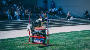 Performance Dogs of Ohio hlaftime show