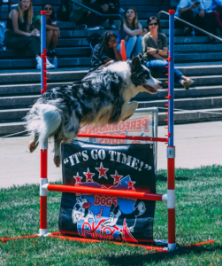 Blue merle border collie jumping over a large agility jump at a community college event in Dayton Ohio performing for the local college for an entertainment outdoor event