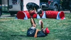 Black Australian Shepherd Paisley showcasing a footstall trick at a Performance Dogs of Ohio Act at a family friendly dog festival while preparing to catch a frisbee disc