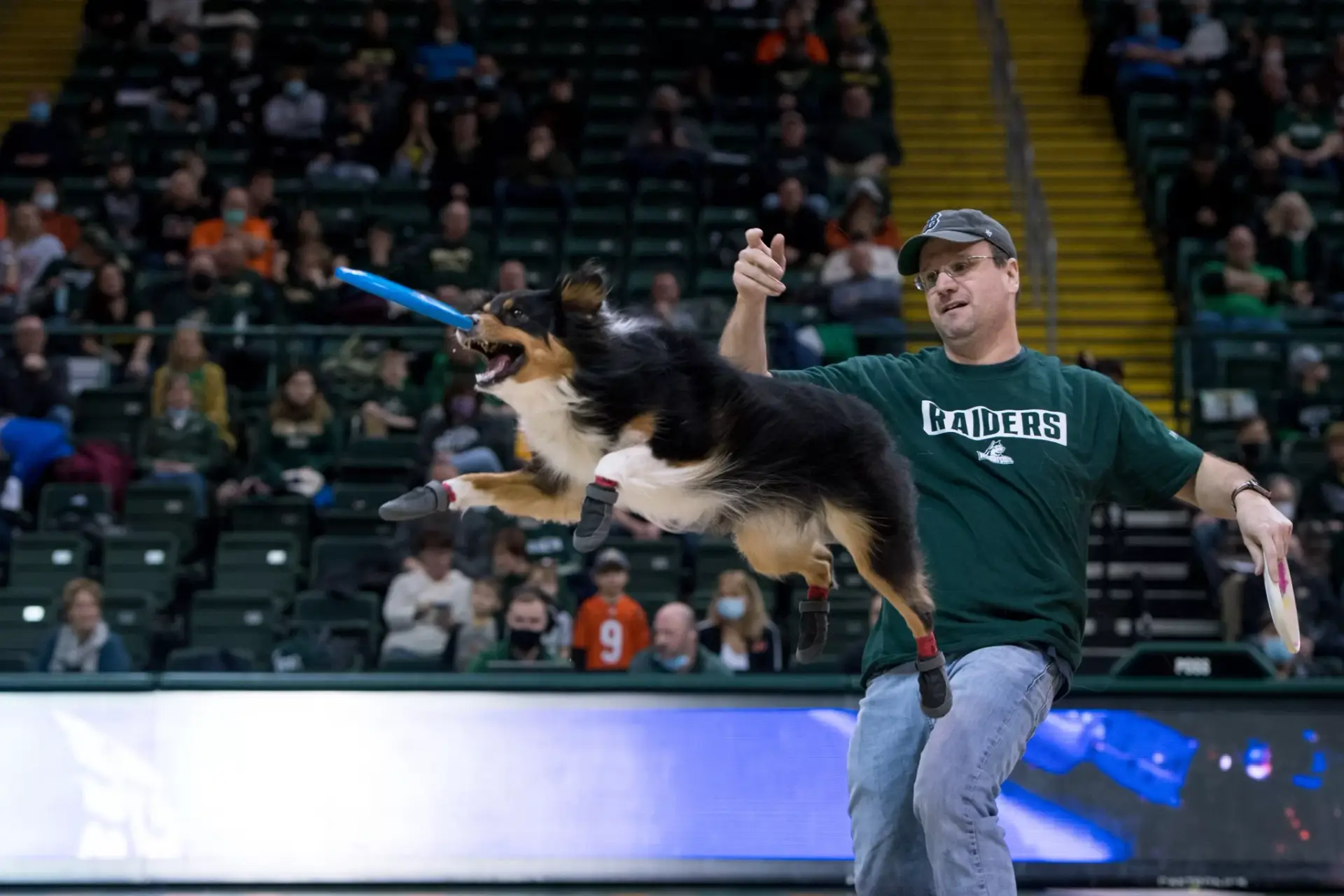 Australian shepherd dog Paisley doing a rebound off the handler's body while catching a frisbee disc at a NCAA Wright State basketball halftime show.