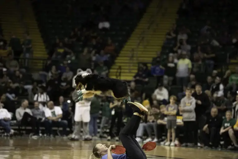 Performance Dogs of Ohio Paisley finishing a footstall at a halftime dog entertainment act while the crowd goes crazy.