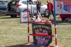 Brown and white dog completing an agility obstacle at a show with the Performance Dogs of Ohio entertainment