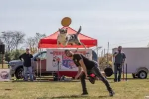Icon the border collie completing a back vault off of his handler as he catches a frisbee disc at a local corn fair while his handler looks on