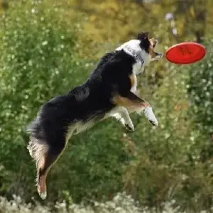 Australian Shepherd catching a frisbee disc at a local Gahanna Toss and Fetch summer league in central Ohio