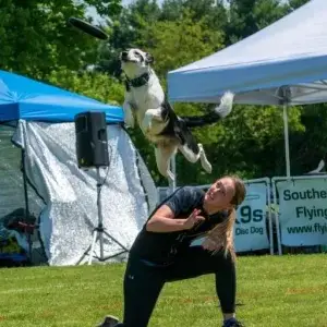 Dog trainer vaulting a dog off of her back at a summer festival with Performance Dogs of Ohio