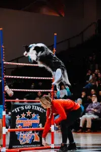 Performance Dogs of Ohio premier canine halftime show