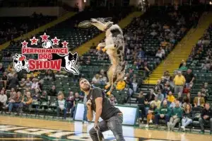 Performance Dogs of Ohio - Trick, Stunt, Disc, Frisbee, & Agility Canine entertainment show specializing in halftime, fairs, festivals and education.