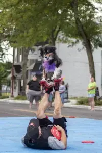 Maumee Summer Fair - Performance Dogs of Ohio - Newspaper Front Page