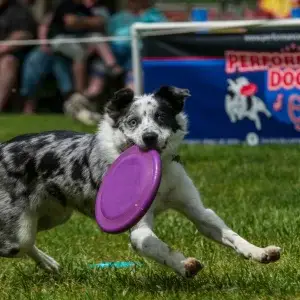 Performance Dogs of Ohio - canine entertainment for halftime shows, festivals, fairs, events and sporting events