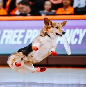 Halftime Stunt and Frisbee Disc Dog Show - Half-time sporting event canine entertainment