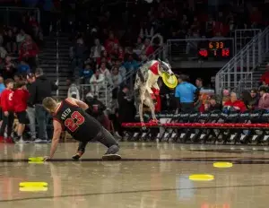 High flying performance canine halftime show featuring frisbee disc stunt dogs