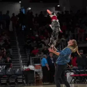 Performance Dogs of Ohio experts in Halftime Shows throughout the Midwest with world famous frisbee disc dogs