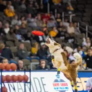 Performance Dogs of Ohio catching a frisbee disc in the air at a NCAA basketball halftime show for a large crowd