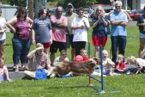 Summer festival with Performance Dogs of Ohio - Agility canine running an obstacle course as the crowd cheers on
