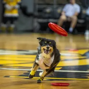Australian Shepherd catching a frisbee disc at a basketball halftime performance entertainment show