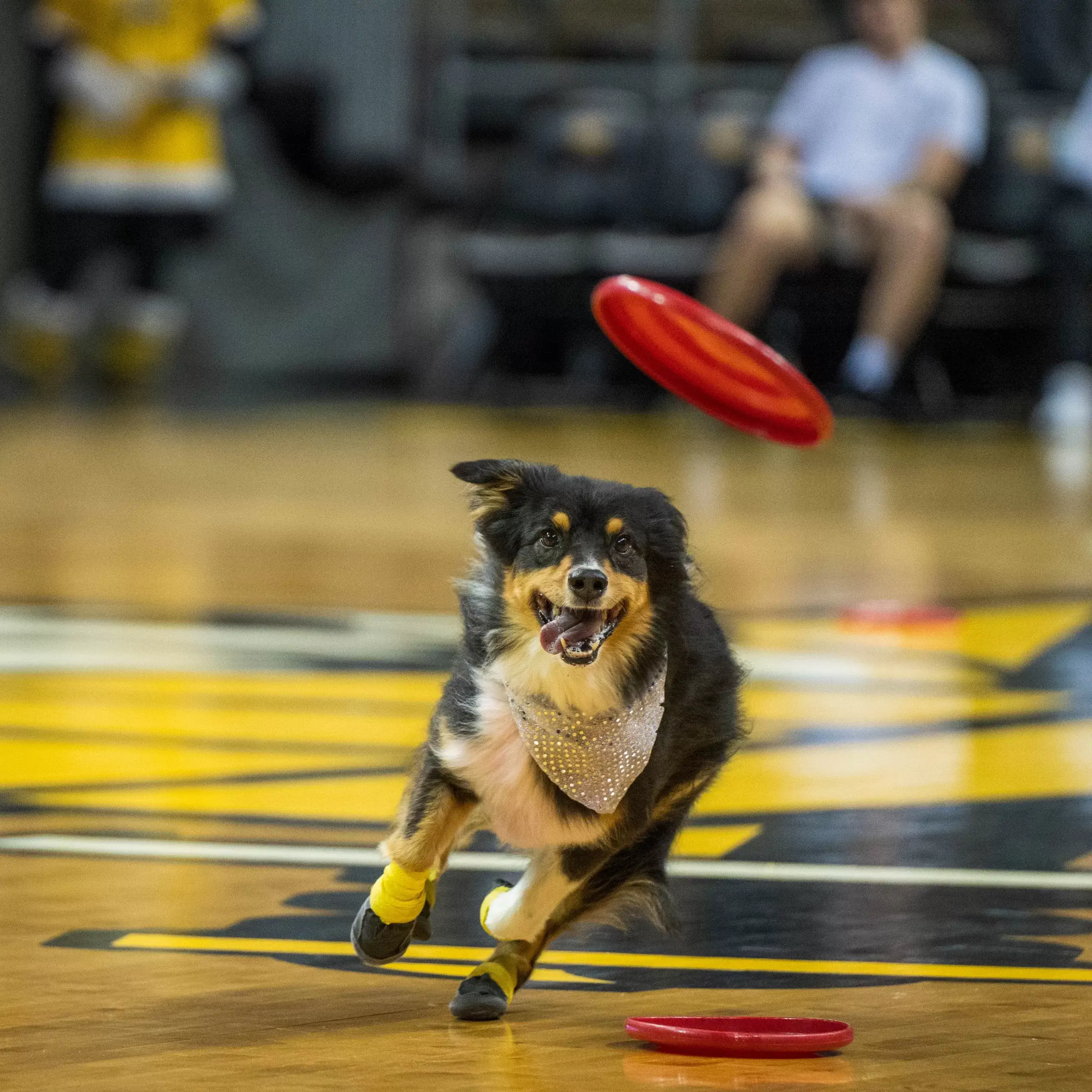 Australian Shepherd catching a frisbee disc at a basketball halftime performance entertainment show
