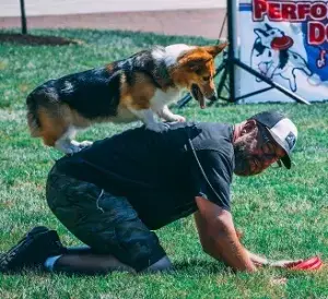 Performance Dogs of Ohio Canine Entertainment show