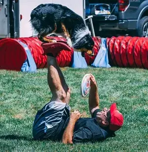 A talented wonderdog from Performance Dogs of Ohio zooms across the stage during a thrilling agility routine, capturing the excitement of the live audience.