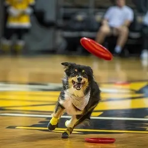 Ohio frisbee disc dog halftime show