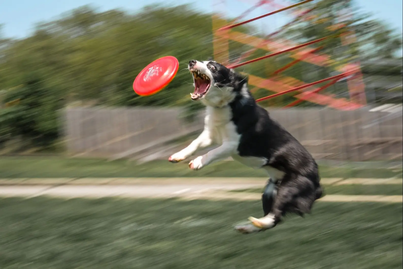A Border Collie-Corgi mix soars high through the air during a Performance Dogs of Ohio show, capturing the crowd’s attention with its impressive jump and athleticism