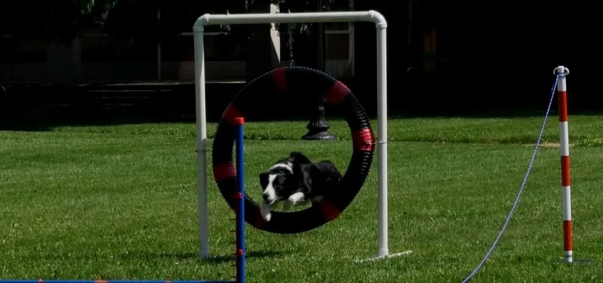 Performance Dogs of Ohio - These wonder dogs sure know how to perform for WOUB