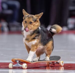 Performance Dogs of Ohio - Corgi halftime show - skateboard